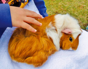芝地区＜東京タワー＞  ふれあいどうぶつえん   事前抽選申込み